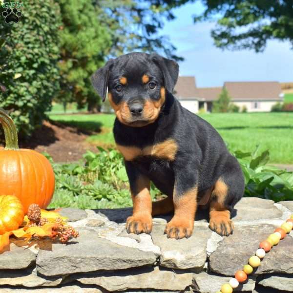 Charlotte, Rottweiler Puppy
