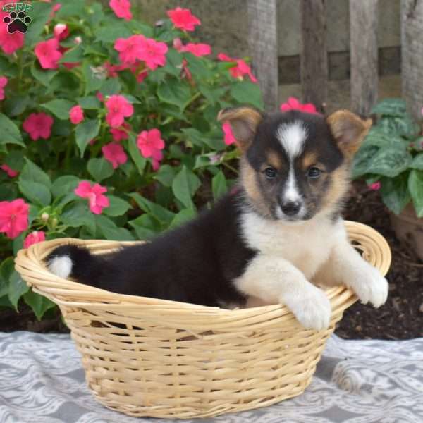 Charlotte, Pembroke Welsh Corgi Puppy