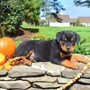 Charlotte, Rottweiler Puppy