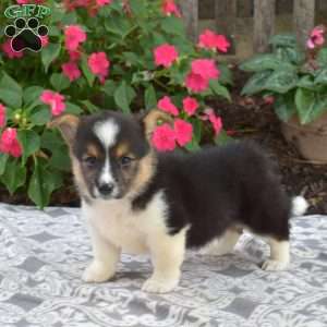 Charlotte, Pembroke Welsh Corgi Puppy
