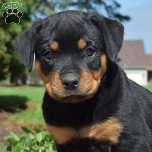 Charlotte, Rottweiler Puppy