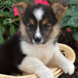 Charlotte, Pembroke Welsh Corgi Puppy