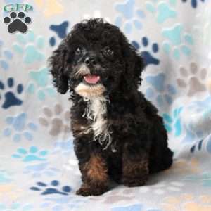 Charmer, Cockapoo Puppy