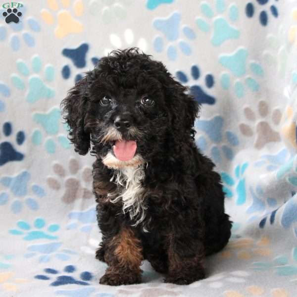 Charmer, Cockapoo Puppy