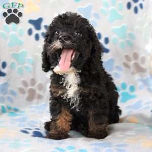 Charmer, Cockapoo Puppy