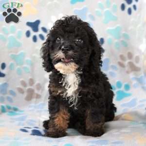 Charmer, Cockapoo Puppy