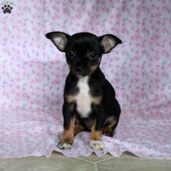 Charming Cate, Chihuahua Puppy