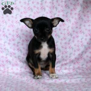 Charming Cate, Chihuahua Puppy