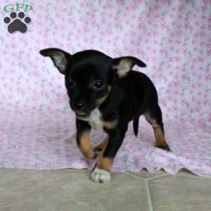 Charming Cate, Chihuahua Puppy