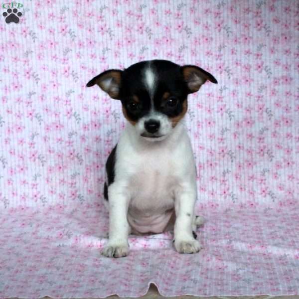 Charming Cathy, Chihuahua Puppy