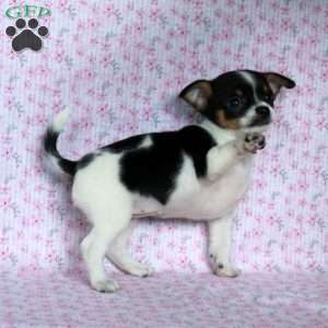 Charming Cathy, Chihuahua Puppy