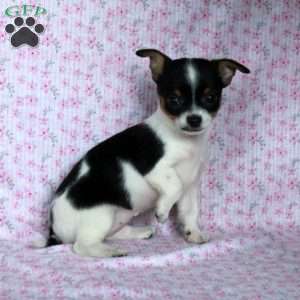 Charming Cathy, Chihuahua Puppy