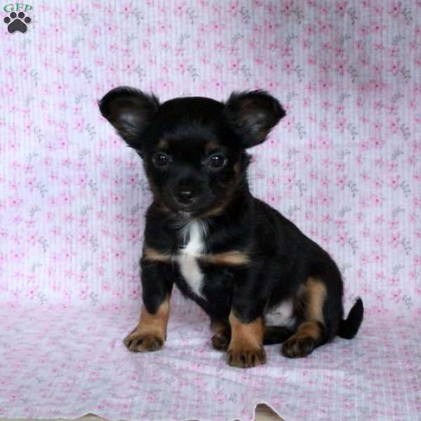 Charming Chipper, Chihuahua Puppy