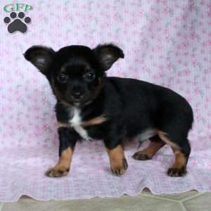 Charming Chipper, Chihuahua Puppy