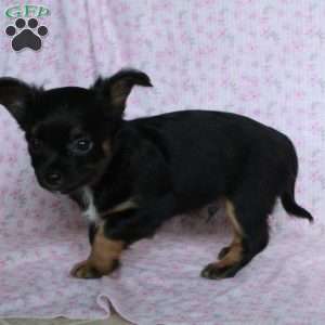 Charming Chipper, Chihuahua Puppy