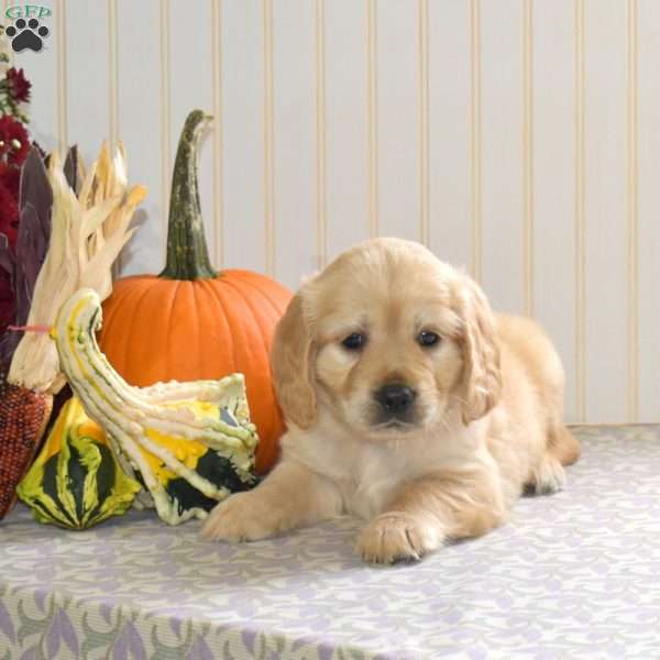 Chase, Miniature Golden Retriever Puppy