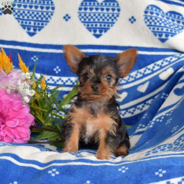 Chase, Yorkie Puppy