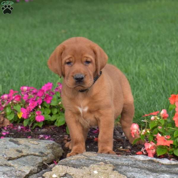 Chase, Fox Red Labrador Retriever Puppy