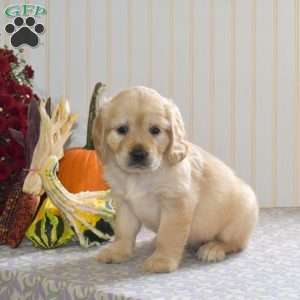 Chase, Miniature Golden Retriever Puppy