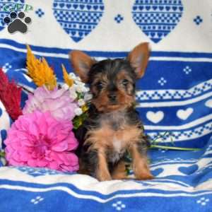 Chase, Yorkie Puppy