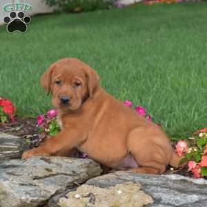 Chase, Fox Red Labrador Retriever Puppy