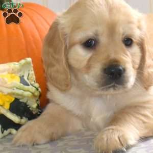Chase, Miniature Golden Retriever Puppy