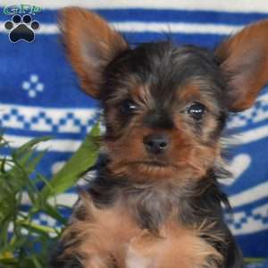 Chase, Yorkie Puppy