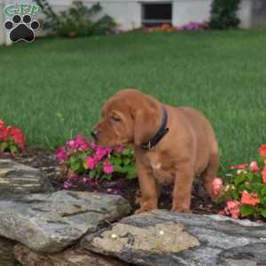 Chase, Fox Red Labrador Retriever Puppy