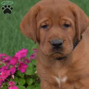 Chase, Fox Red Labrador Retriever Puppy