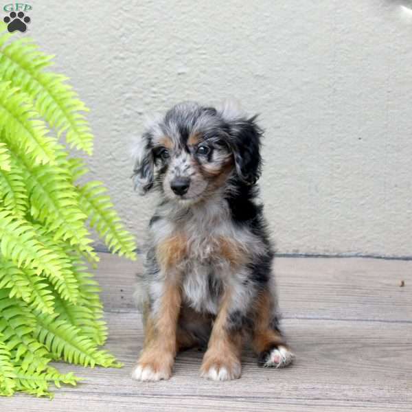 Chaser, Mini Goldendoodle Puppy