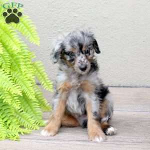 Chaser, Mini Goldendoodle Puppy
