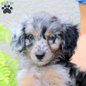 Chaser, Mini Goldendoodle Puppy