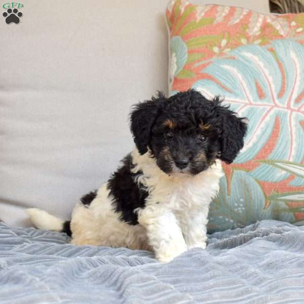 Checkers, Bich-Poo Puppy