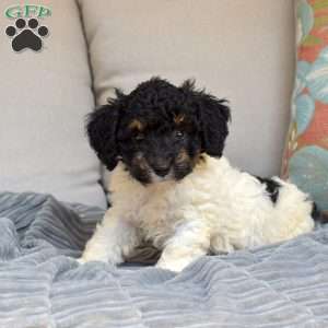 Checkers, Bich-Poo Puppy