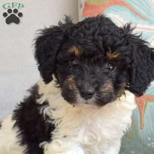 Checkers, Bich-Poo Puppy