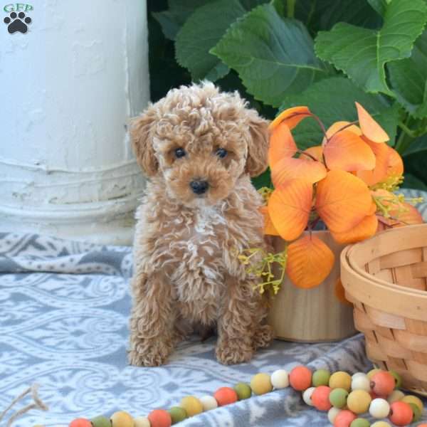 Cheddar, Toy Poodle Puppy