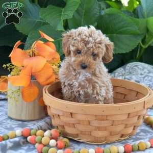 Cheddar, Toy Poodle Puppy