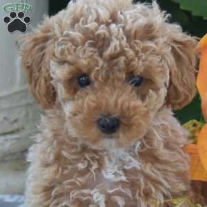 Cheddar, Toy Poodle Puppy