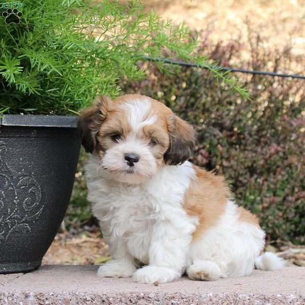 Chester, Teddy Bear Puppy