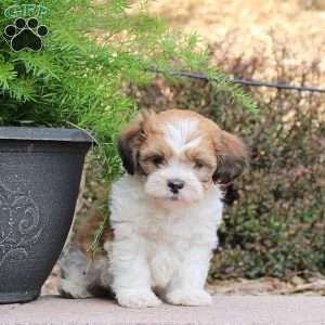 Chester, Teddy Bear Puppy