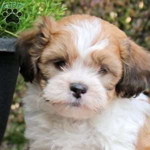 Chester, Teddy Bear Puppy