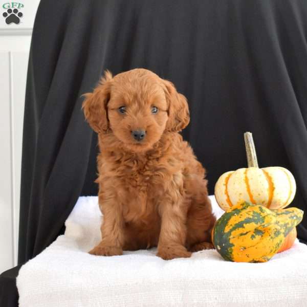 Chestnut, Cavapoo Puppy