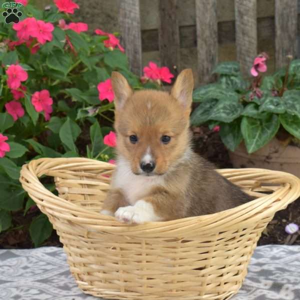Chex, Pembroke Welsh Corgi Puppy