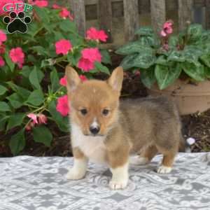 Chex, Pembroke Welsh Corgi Puppy