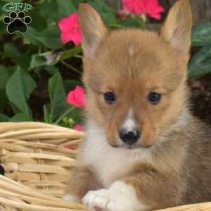 Chex, Pembroke Welsh Corgi Puppy