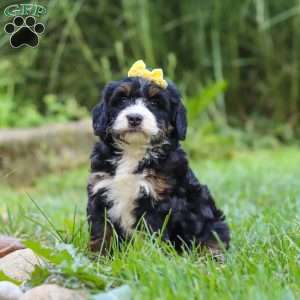 Chiclet, Mini Bernedoodle Puppy