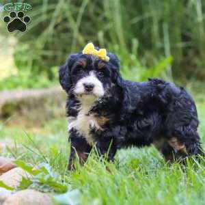 Chiclet, Mini Bernedoodle Puppy