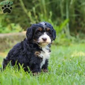 Chiclet, Mini Bernedoodle Puppy