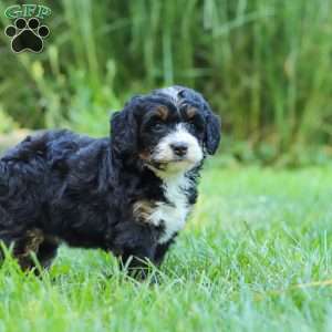 Chiclet, Mini Bernedoodle Puppy