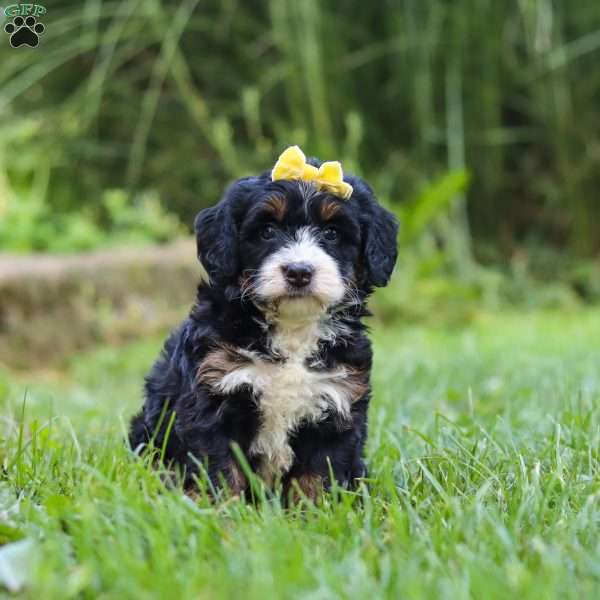 Chiclet, Mini Bernedoodle Puppy